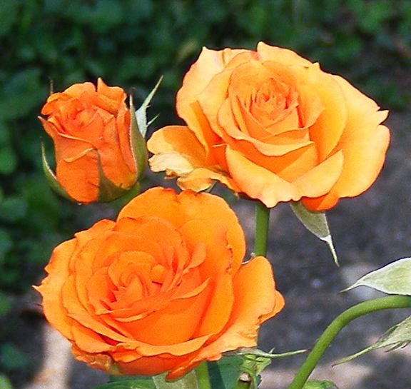 Tuscan Sun photo vav2013_07110013_zps26753275.jpg